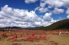 扬中旅游去处(暑期最好的旅游去处)